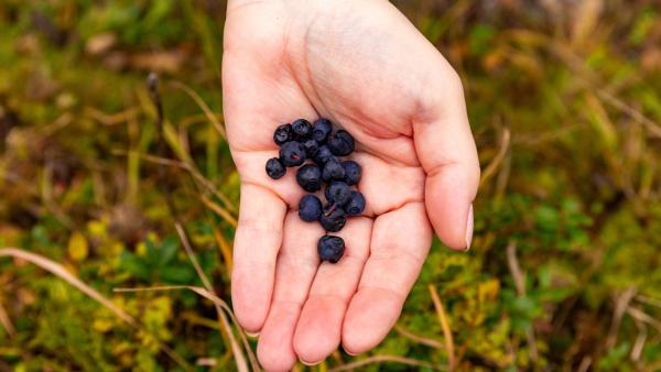 Wild Blueberry ≠ Blueberry